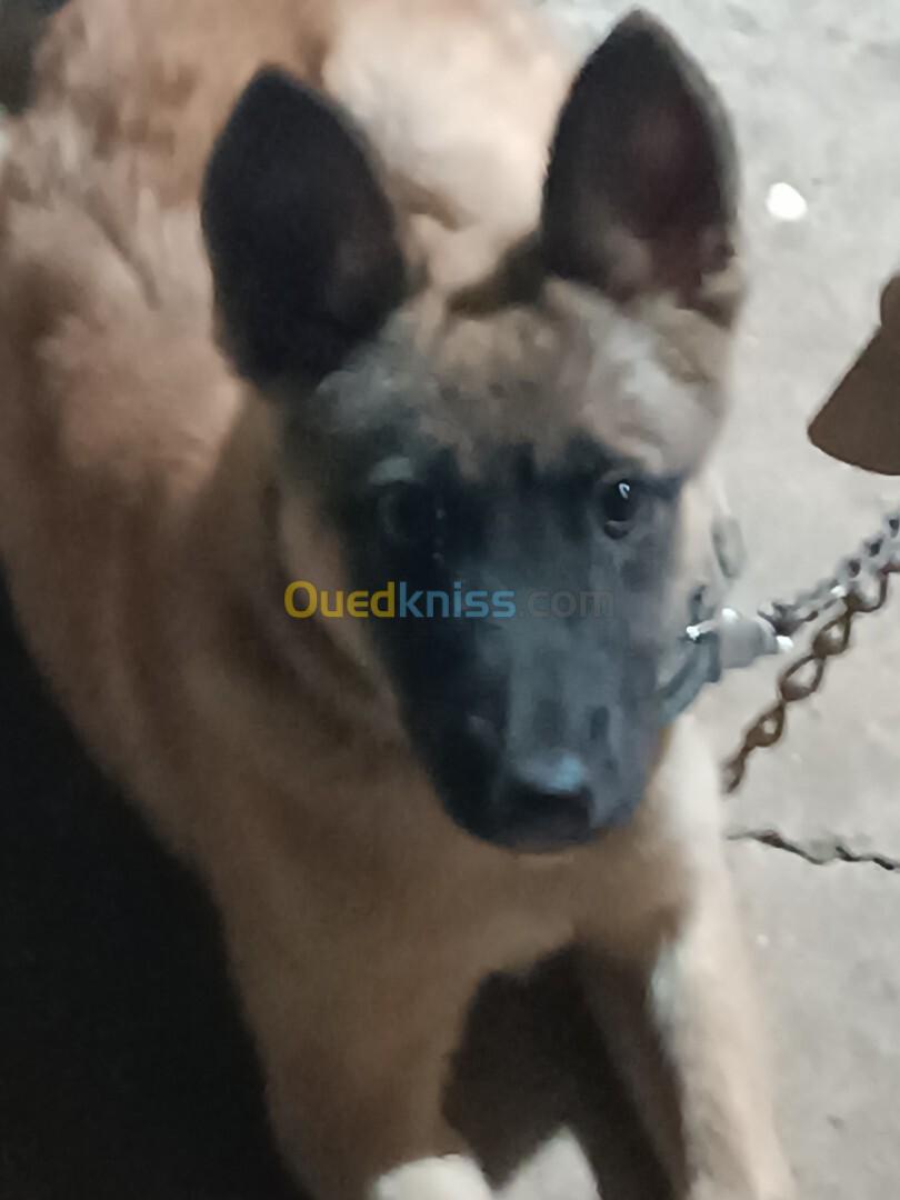 MALINOIS FEMELLE