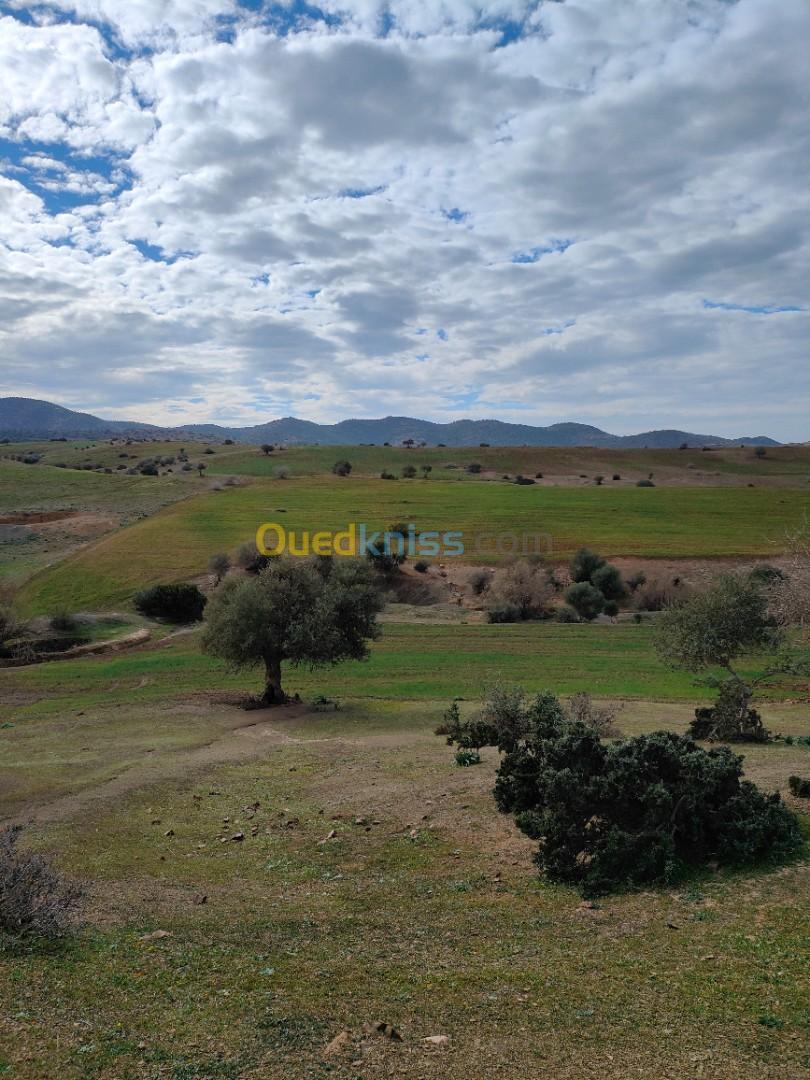 Vente Terrain Agricole Ain defla Djelida