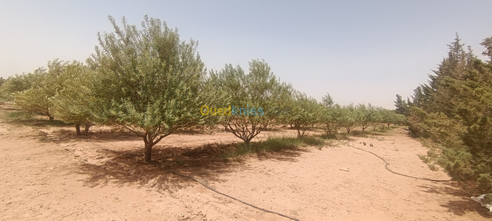 Vente Terrain Agricole Laghouat Sidi makhlouf