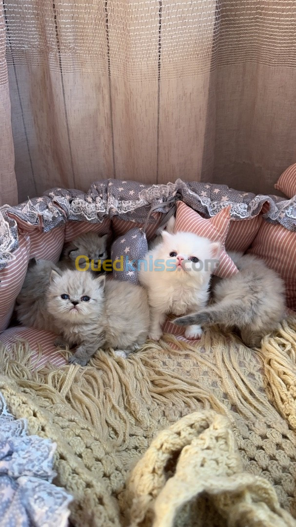 Chaton persan himalayen 