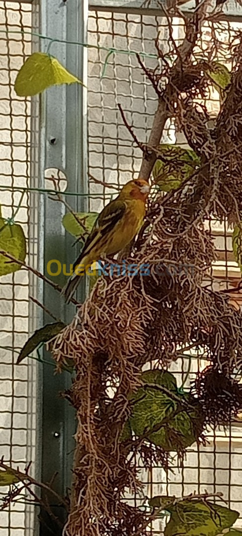 Canari ordinaire