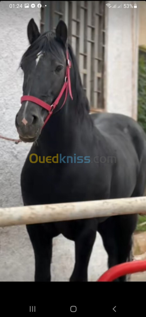 Cheval : un étalon arabe barbe robe noir