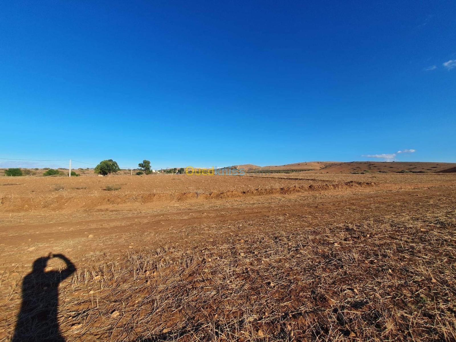 Vente Terrain Agricole Mascara El ghomri