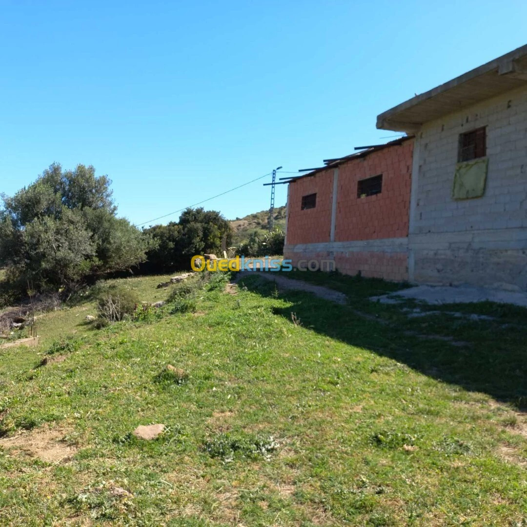 Location Hangar Blida Djebara