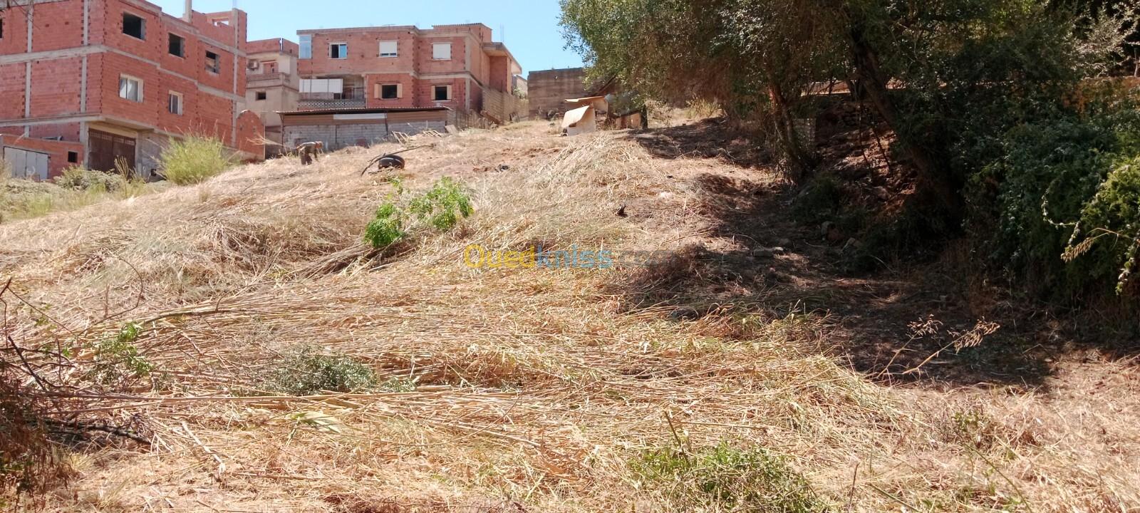 Vente Terrain Alger Saoula