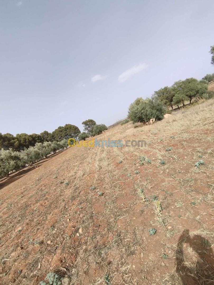 Vente Terrain Bouira Oued el berdi