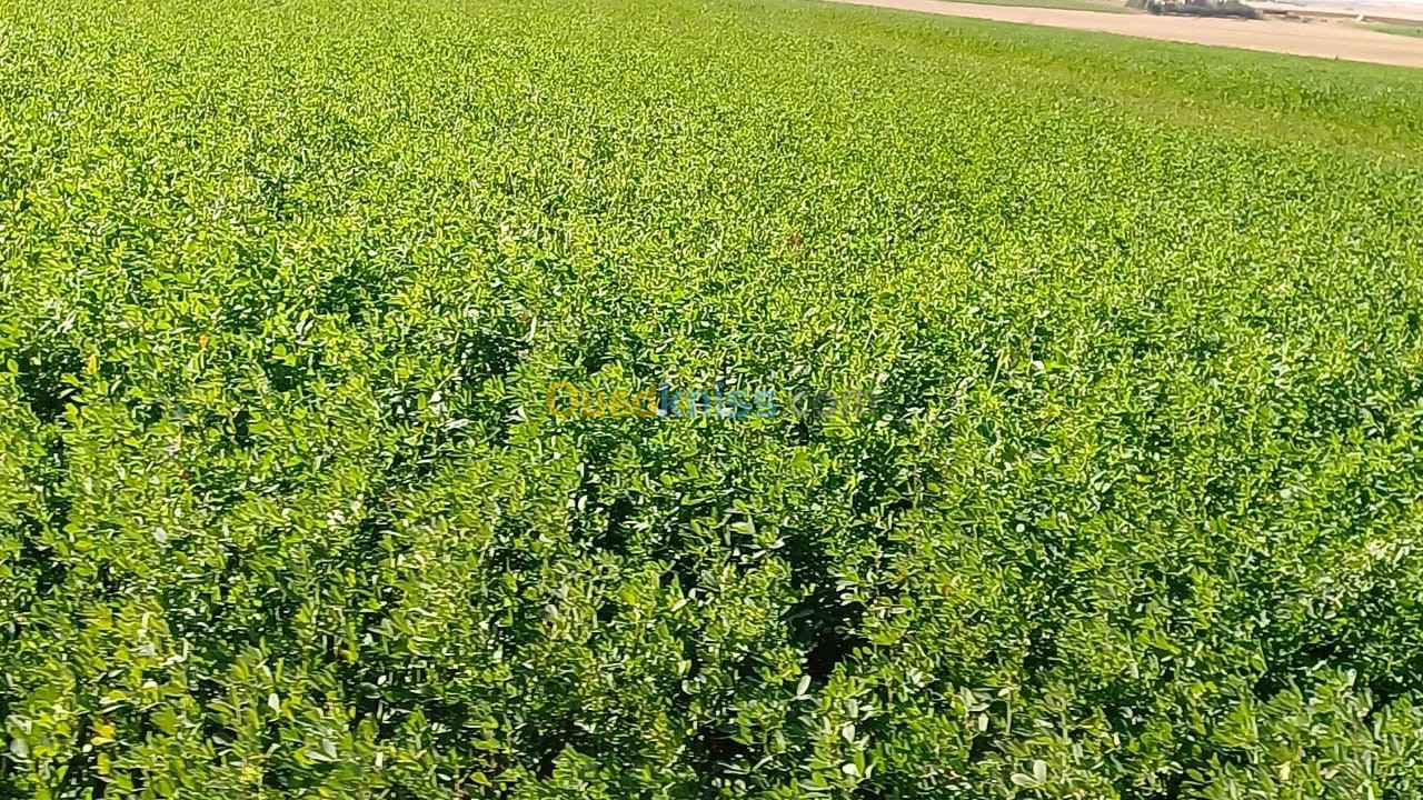 ⛔️ بذور الفصة سبيد نوعية رقم 1🥇 في الجزائر 🇩🇿 #الفصة_سبيد