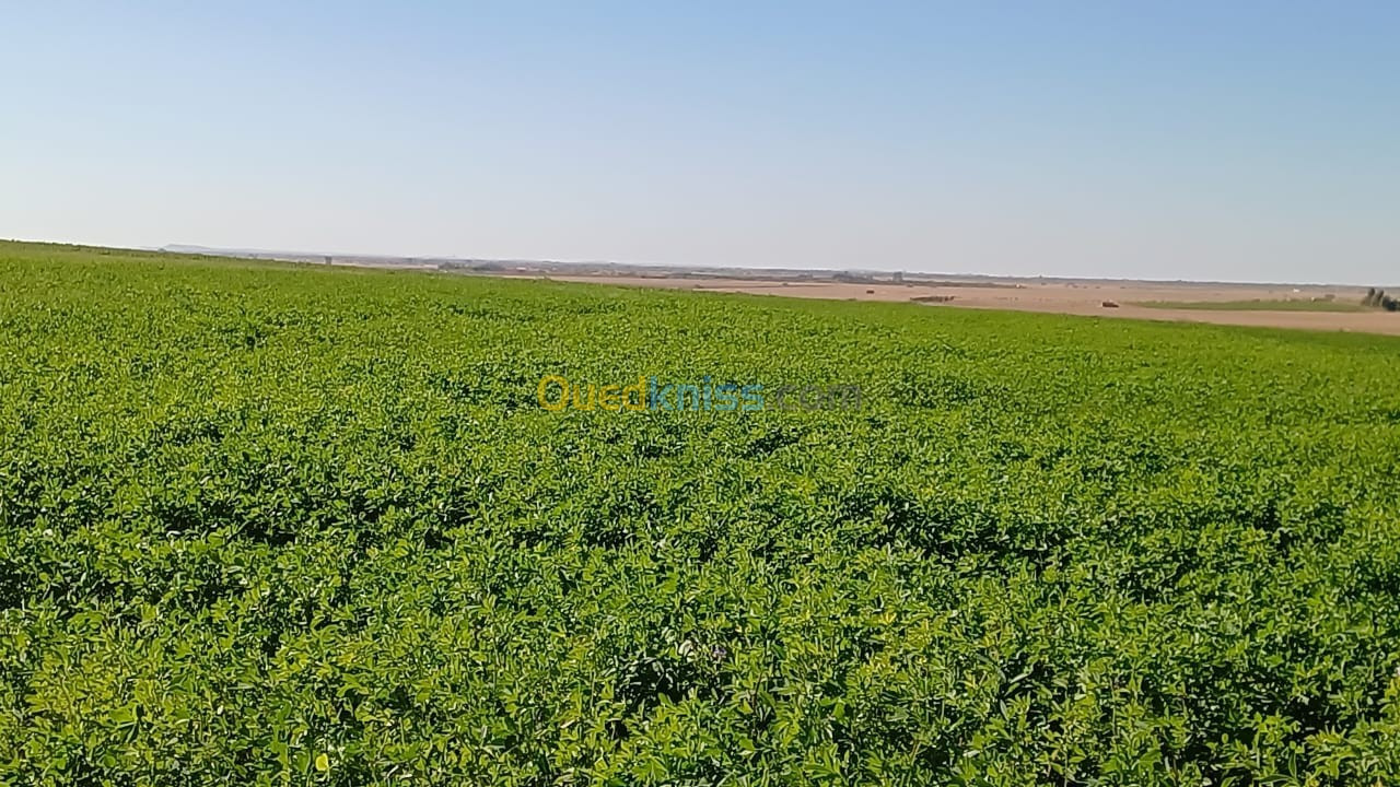 ⛔️ بذور الفصة سبيد نوعية رقم 1🥇 في الجزائر 🇩🇿 #الفصة_سبيد