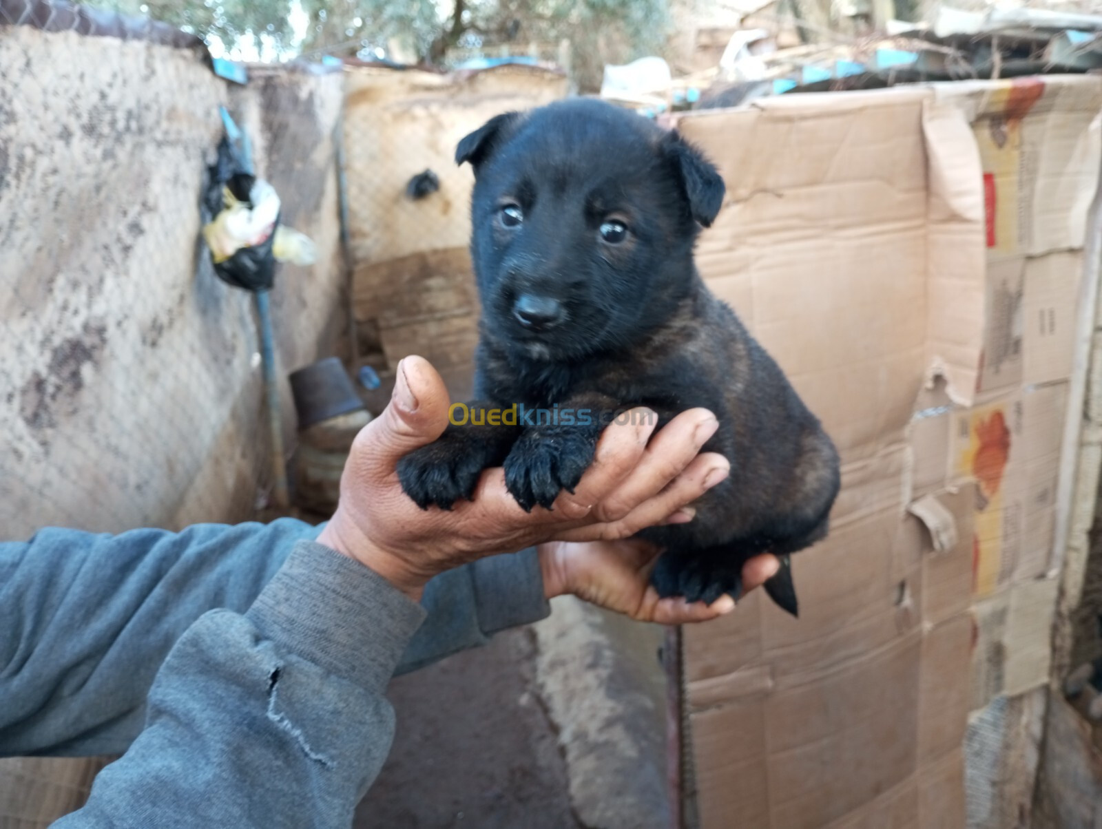 Chiot malinois femelle 