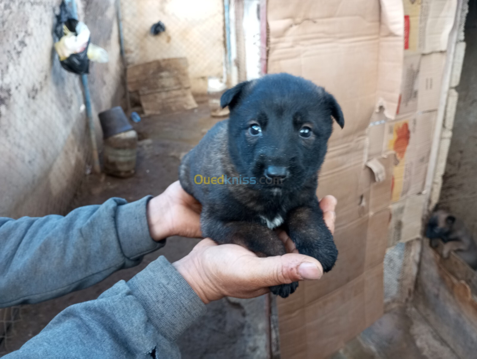 Chiot malinois femelle 