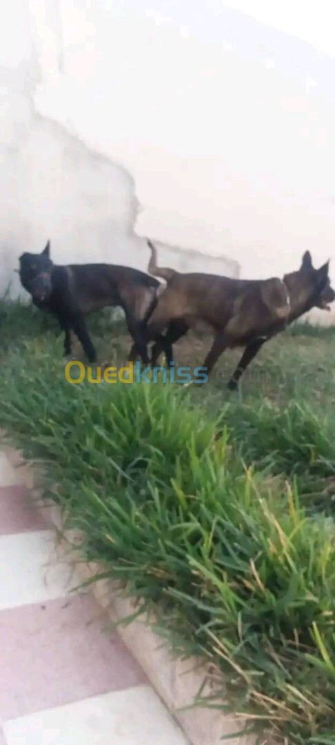 Chiot malinois femelle 