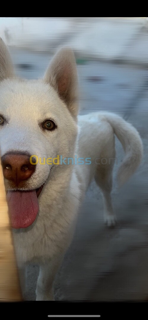 Chien Husky 