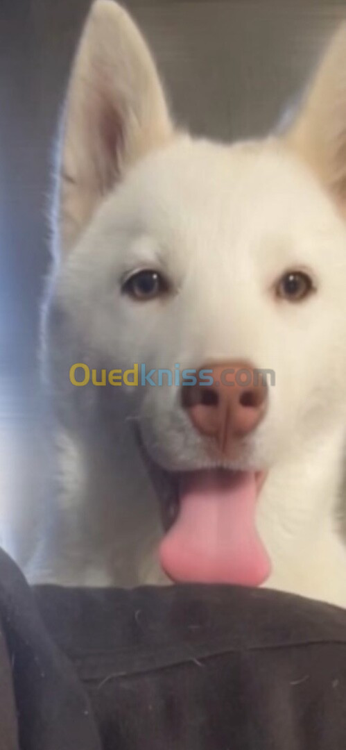 Chien Husky 