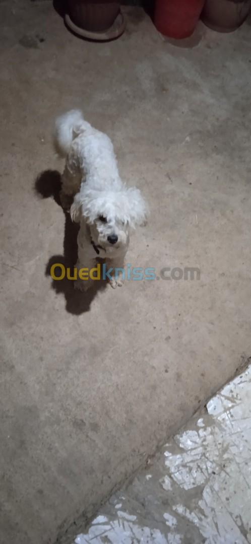 Caniche bichon F