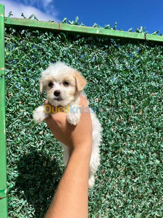 Caniche bichon havanais male et femelle Âge 50 jours 