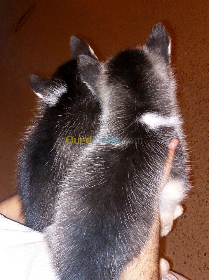 Chiot husky 55jours