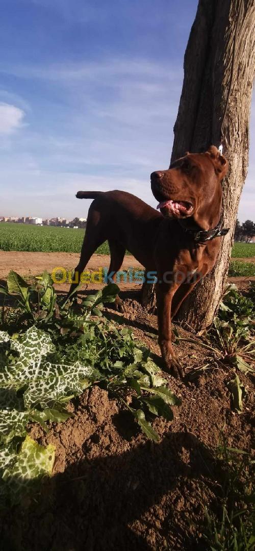 Femelle CANE CORSO 