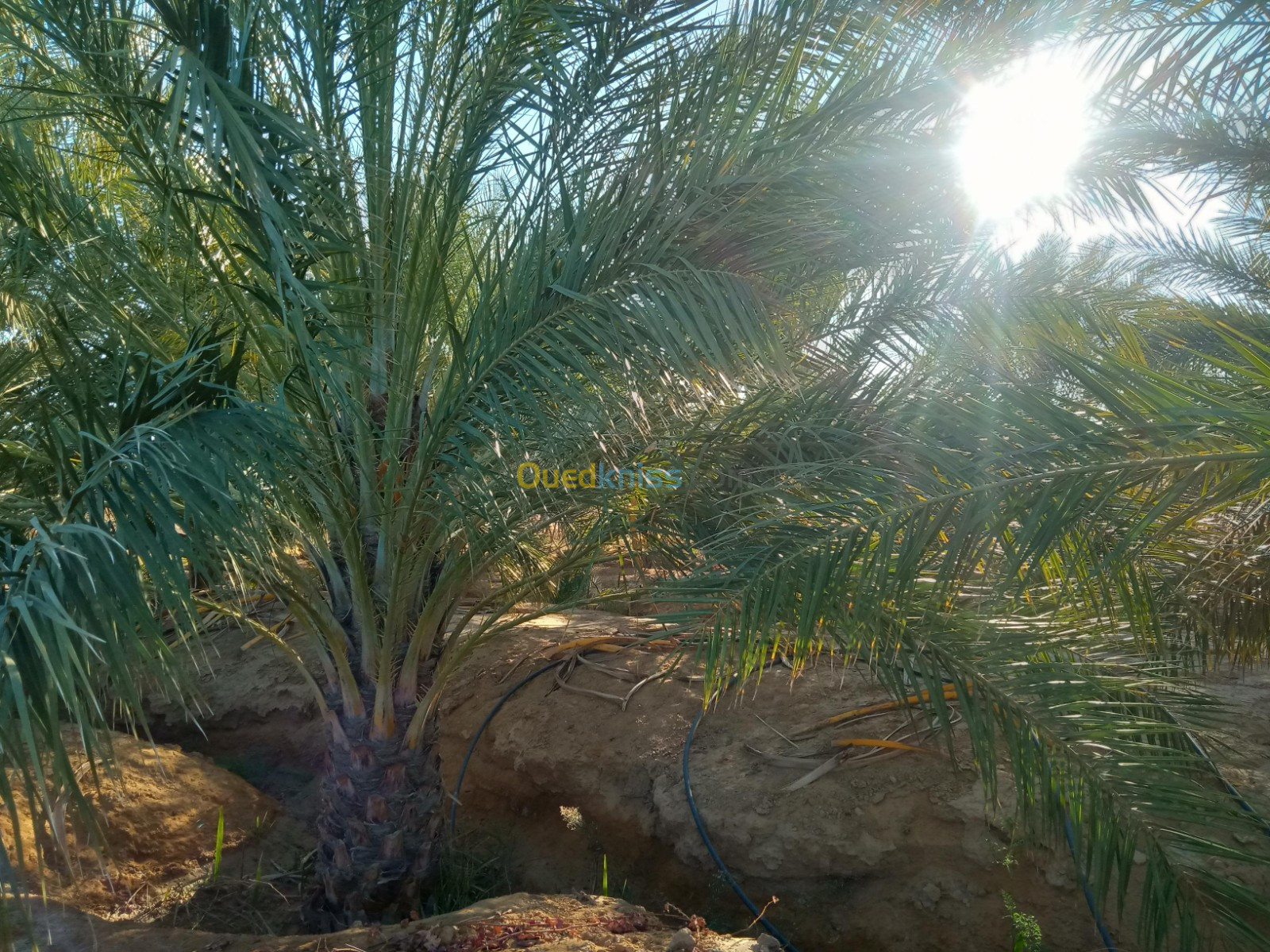 Vente Terrain Agricole Biskra Sidi okba