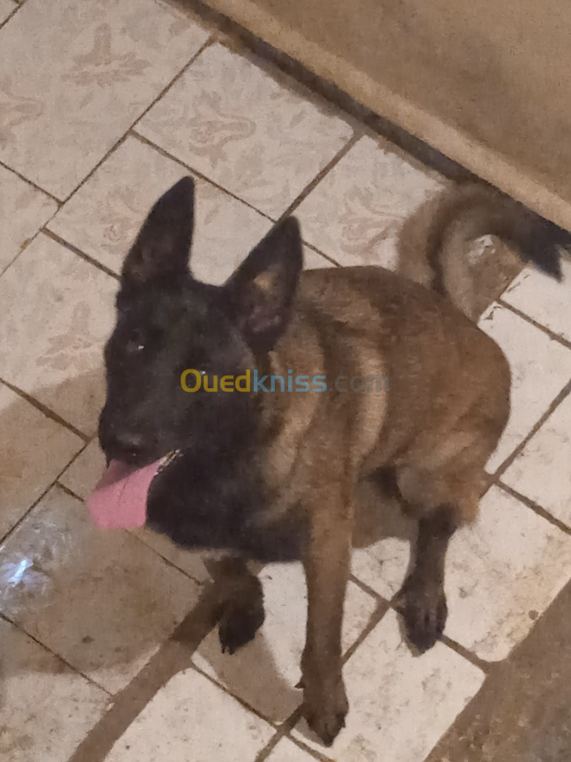 Female malinois charbonné 