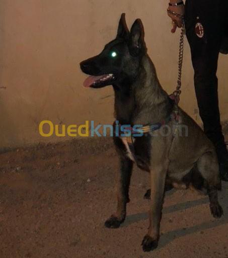 Female malinois charbonné 