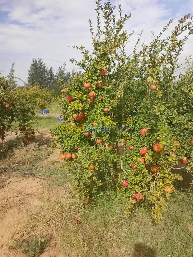 Vente Terrain Agricole Djelfa Bouira lahdab