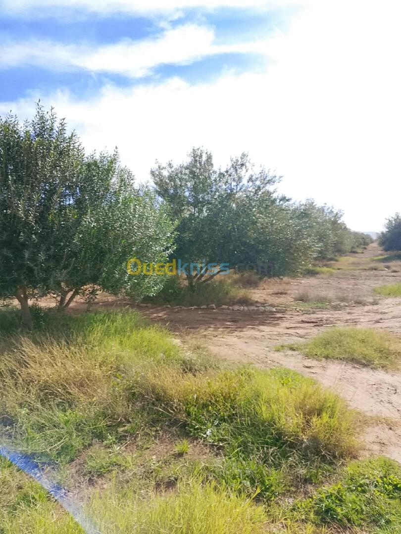 Vente Terrain Agricole Djelfa Bouira lahdab