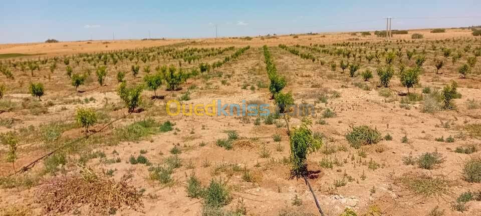 Vente Terrain Djelfa Benhar