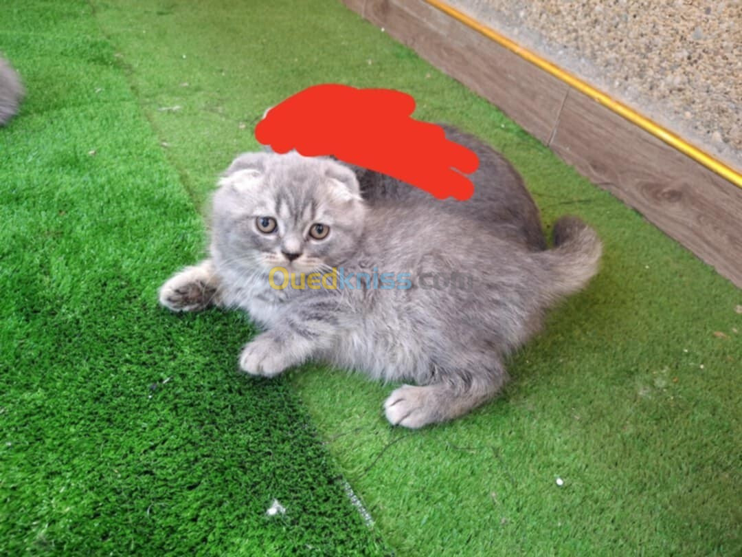 Chat scottish fold male pure 