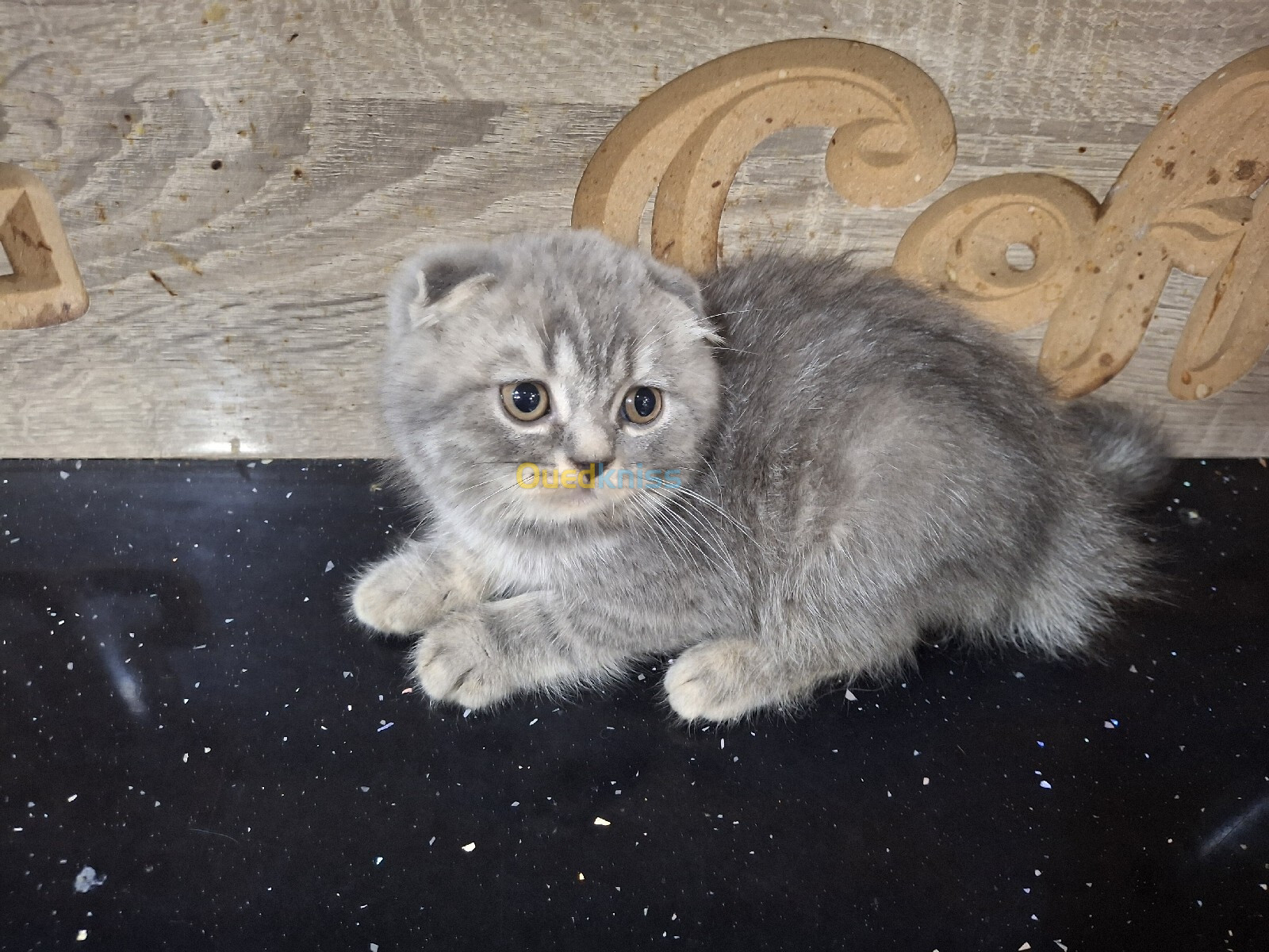 Chat scottish fold