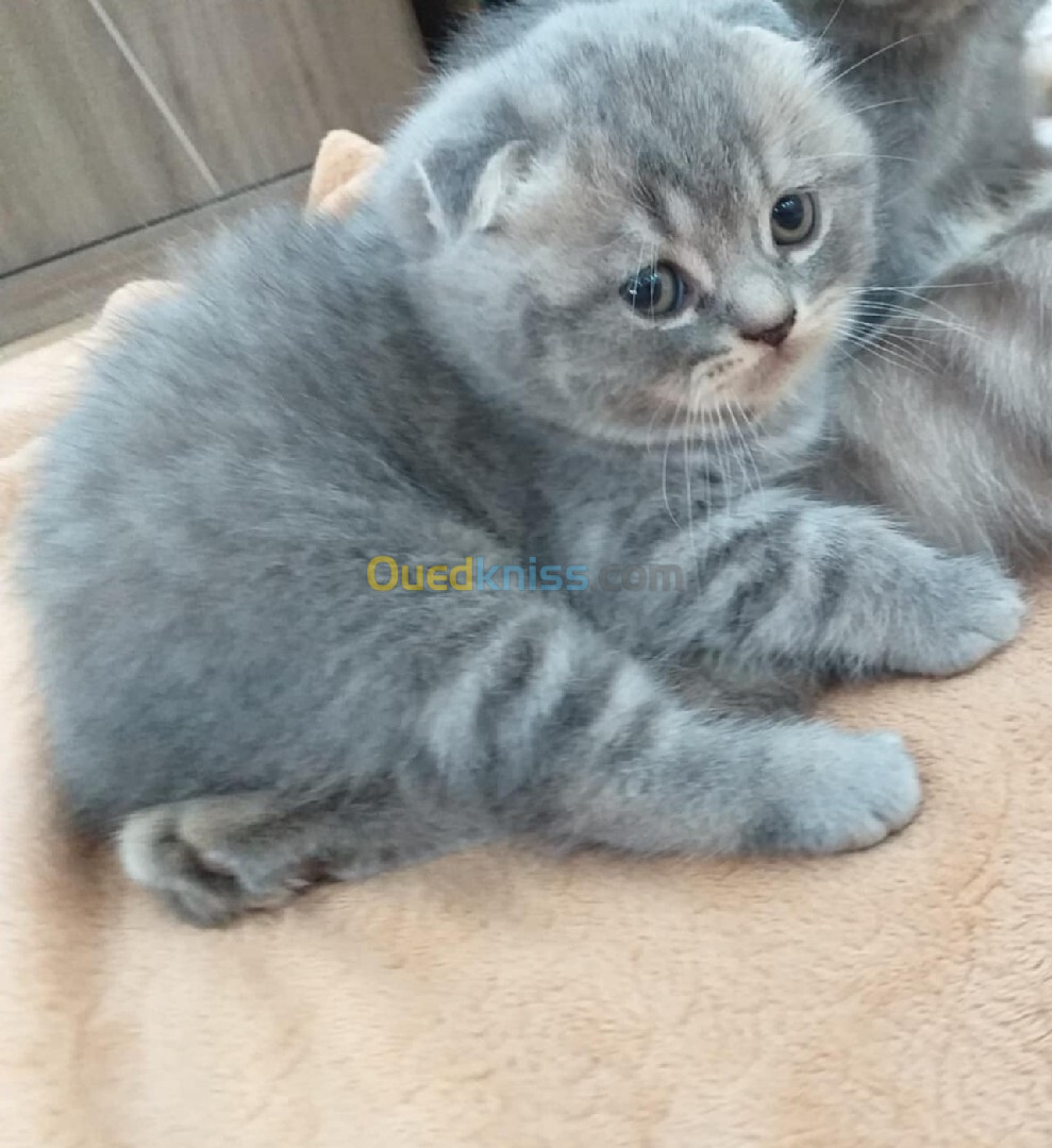 Chat scottish fold