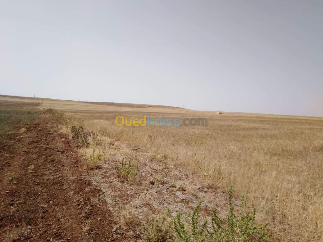 Vente Terrain Agricole Tiaret Tiaret