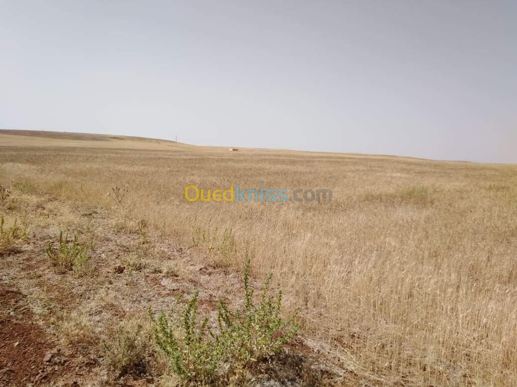 Vente Terrain Agricole Tiaret Tiaret