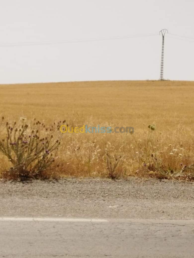 Vente Terrain Agricole Tiaret Tiaret