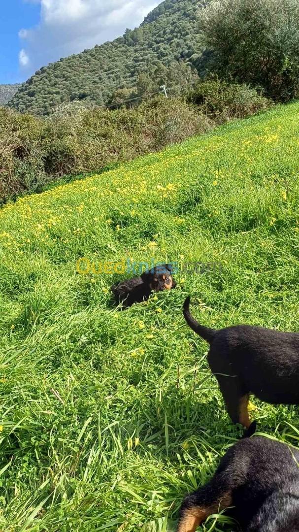 Chiots rottweiler