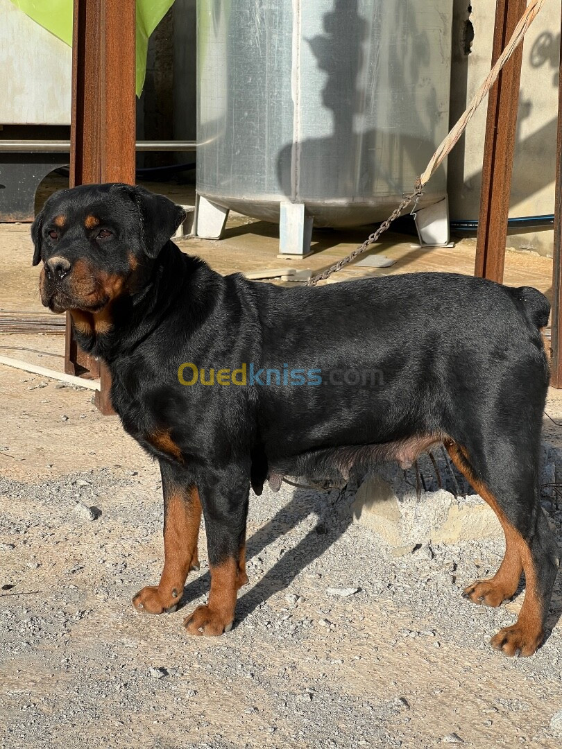 Rotweiller 