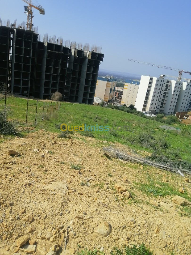 Vente Terrain Blida Chiffa