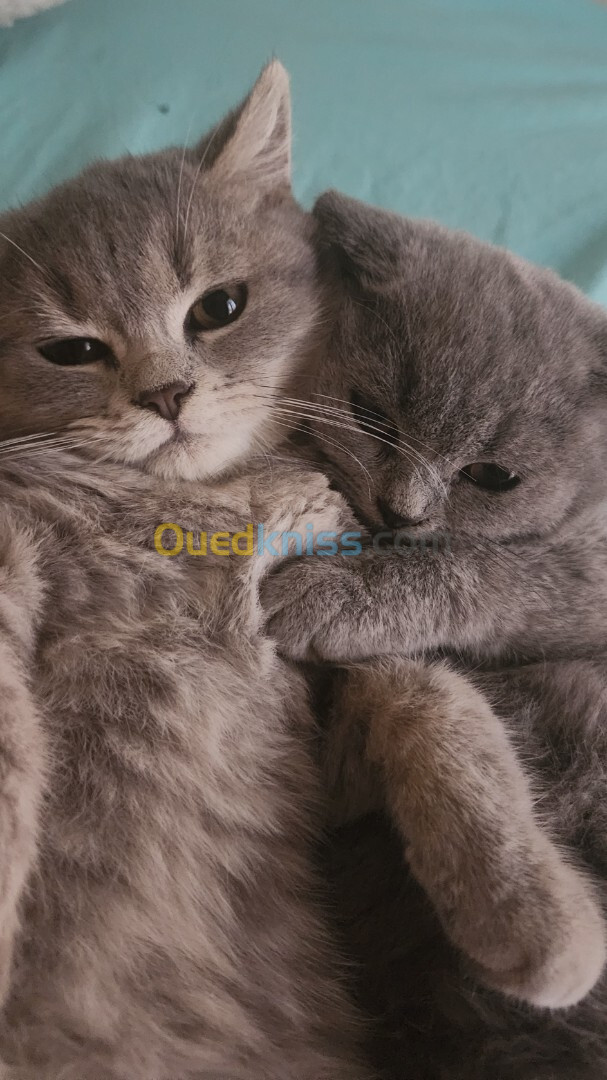 Brittish shorthair