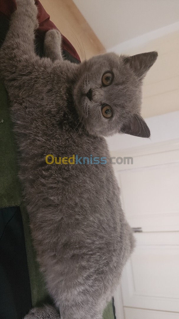 Brittish shorthair