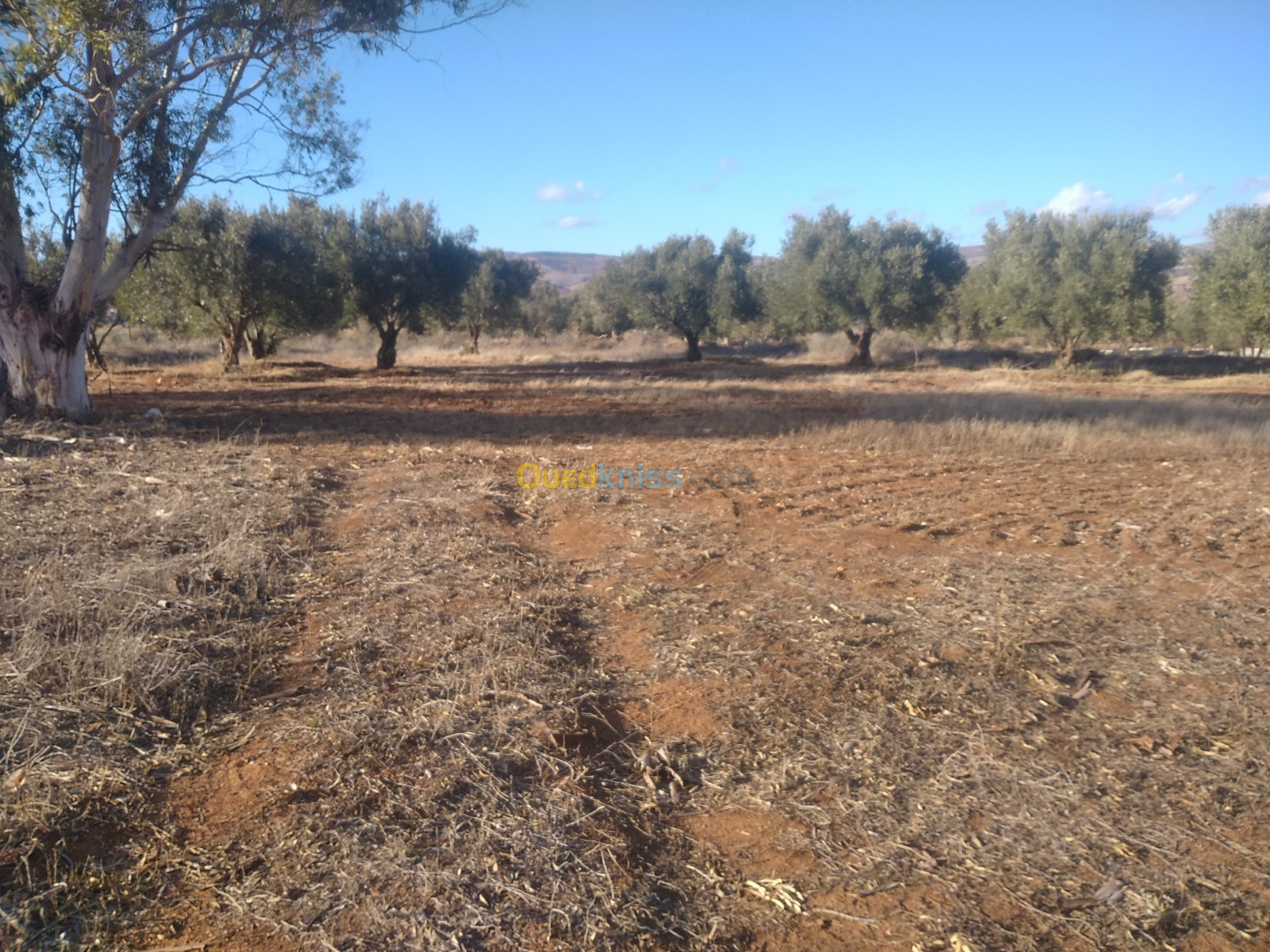 Vente Terrain Tlemcen El fehoul