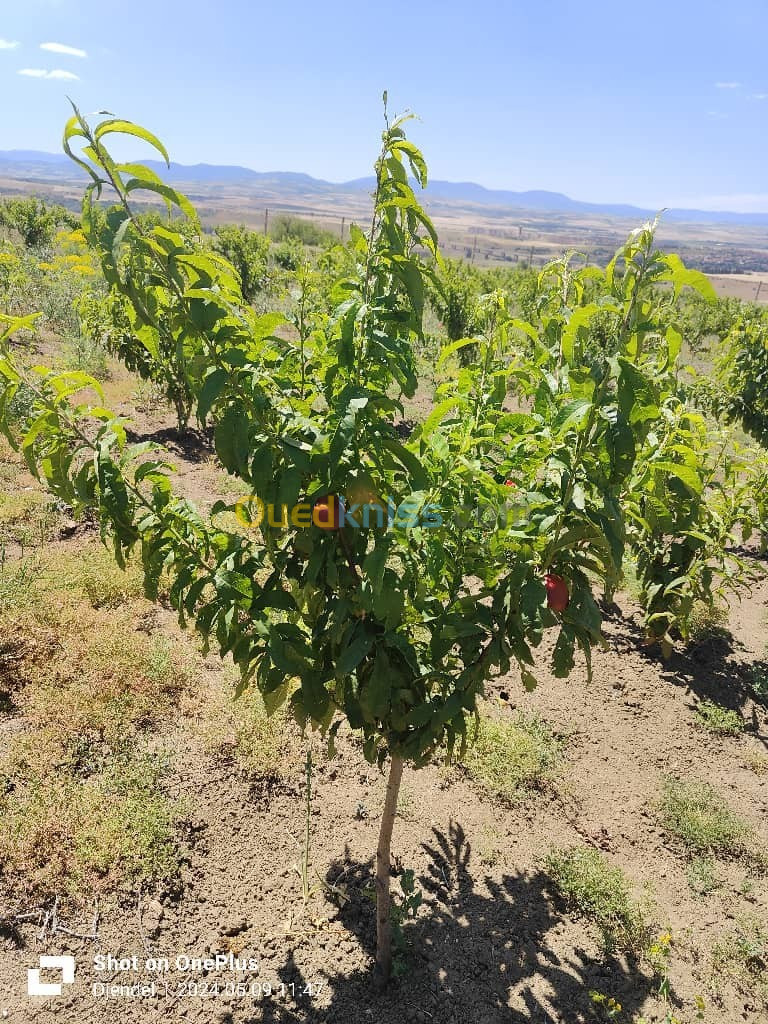 Vente Terrain Agricole Aïn Defla Djendel