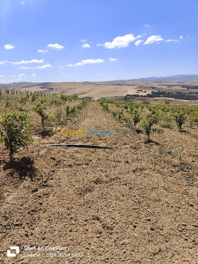 Vente Terrain Agricole Aïn Defla Djendel