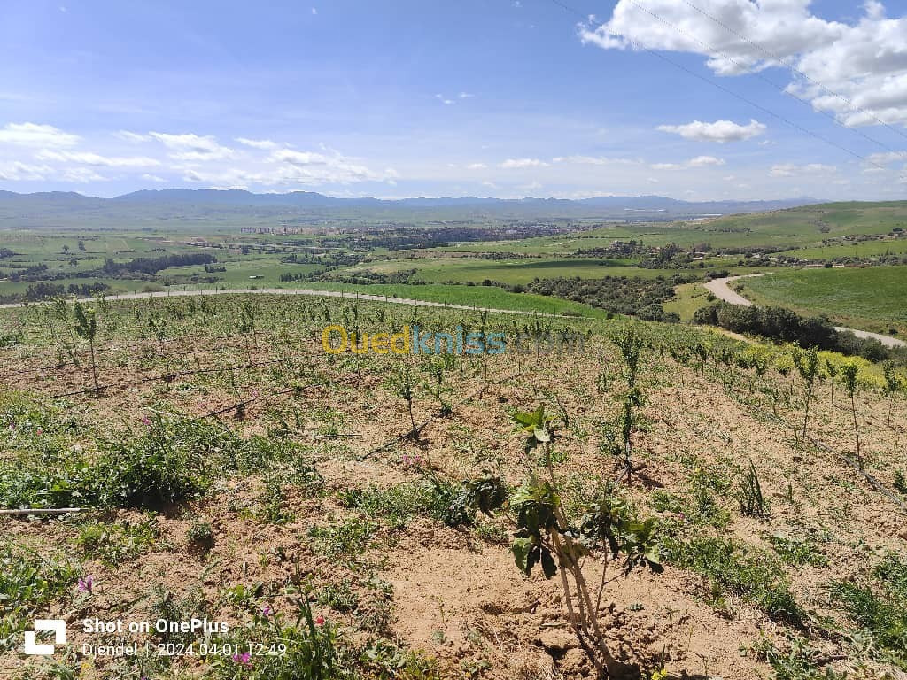 Vente Terrain Agricole Aïn Defla Djendel