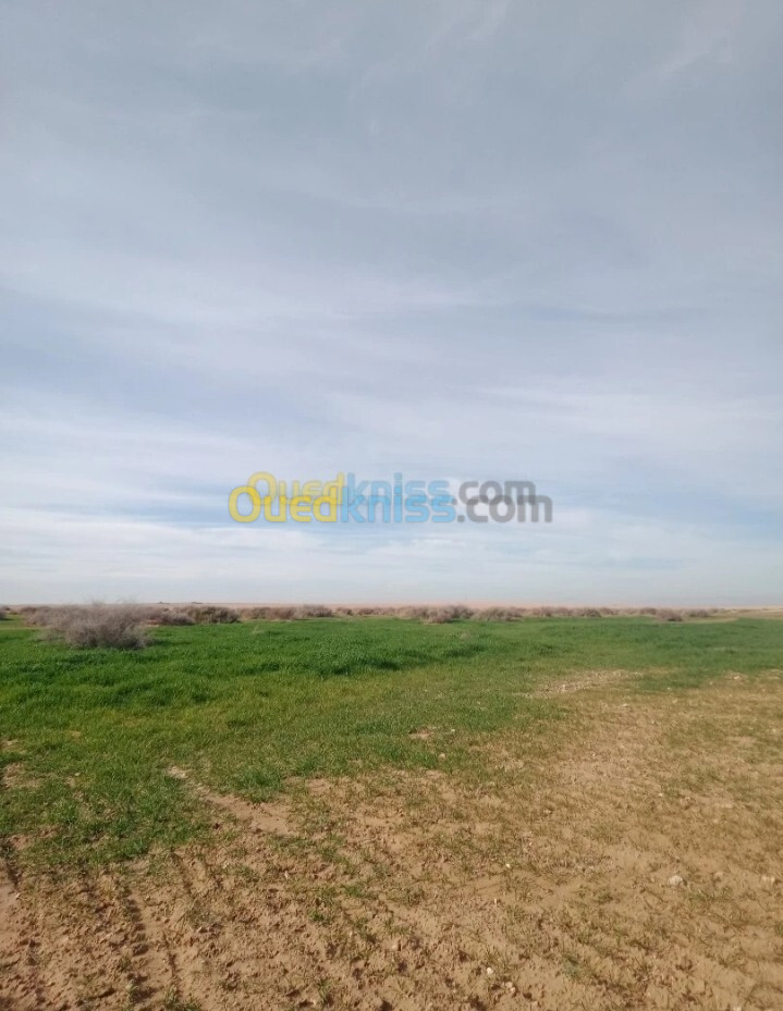 Vente Terrain Agricole Djelfa El khemis