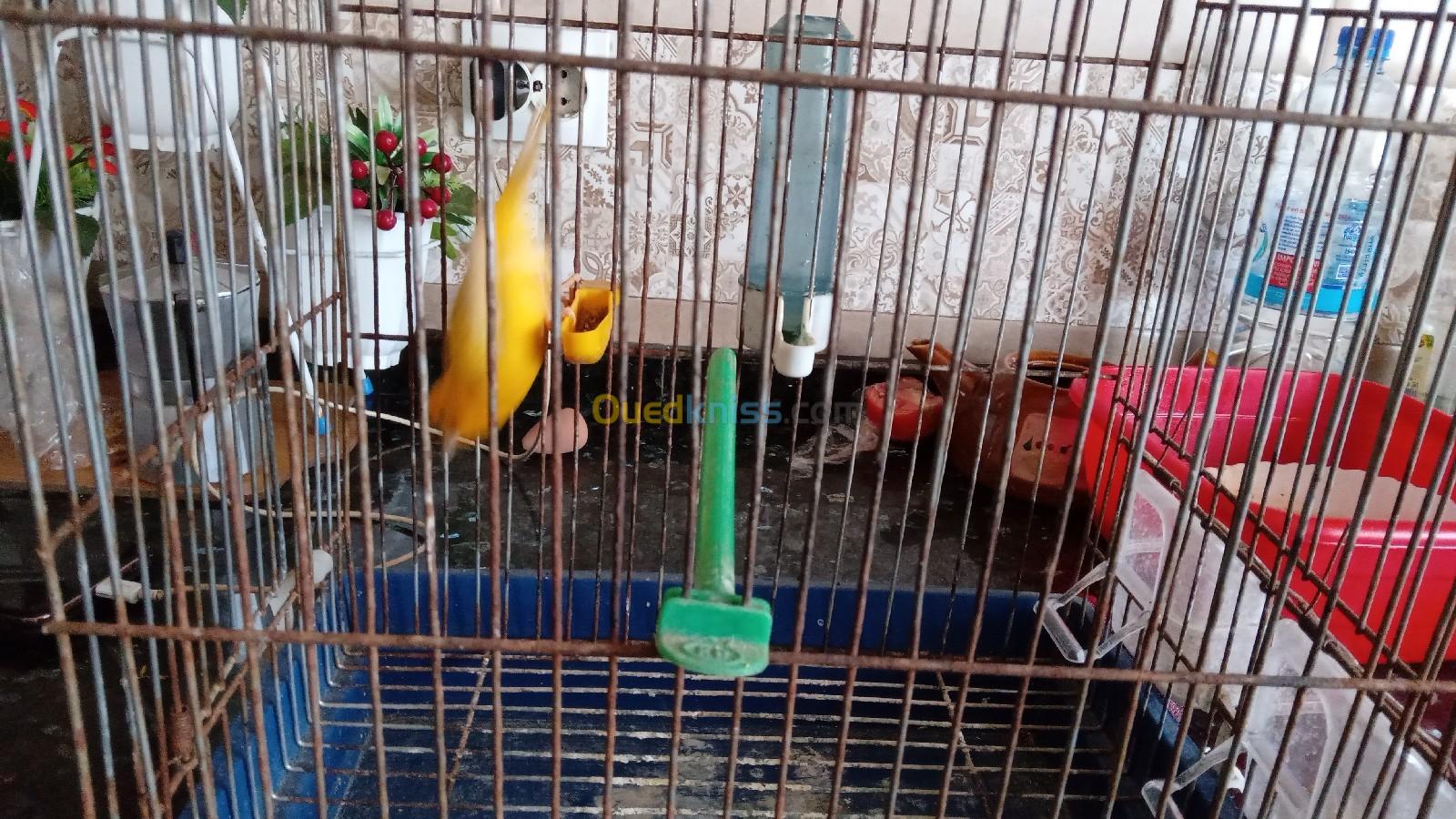 Canari