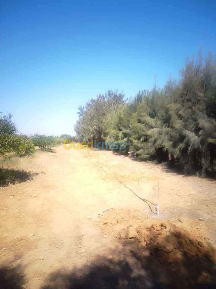 Vente Terrain Mostaganem Mesra