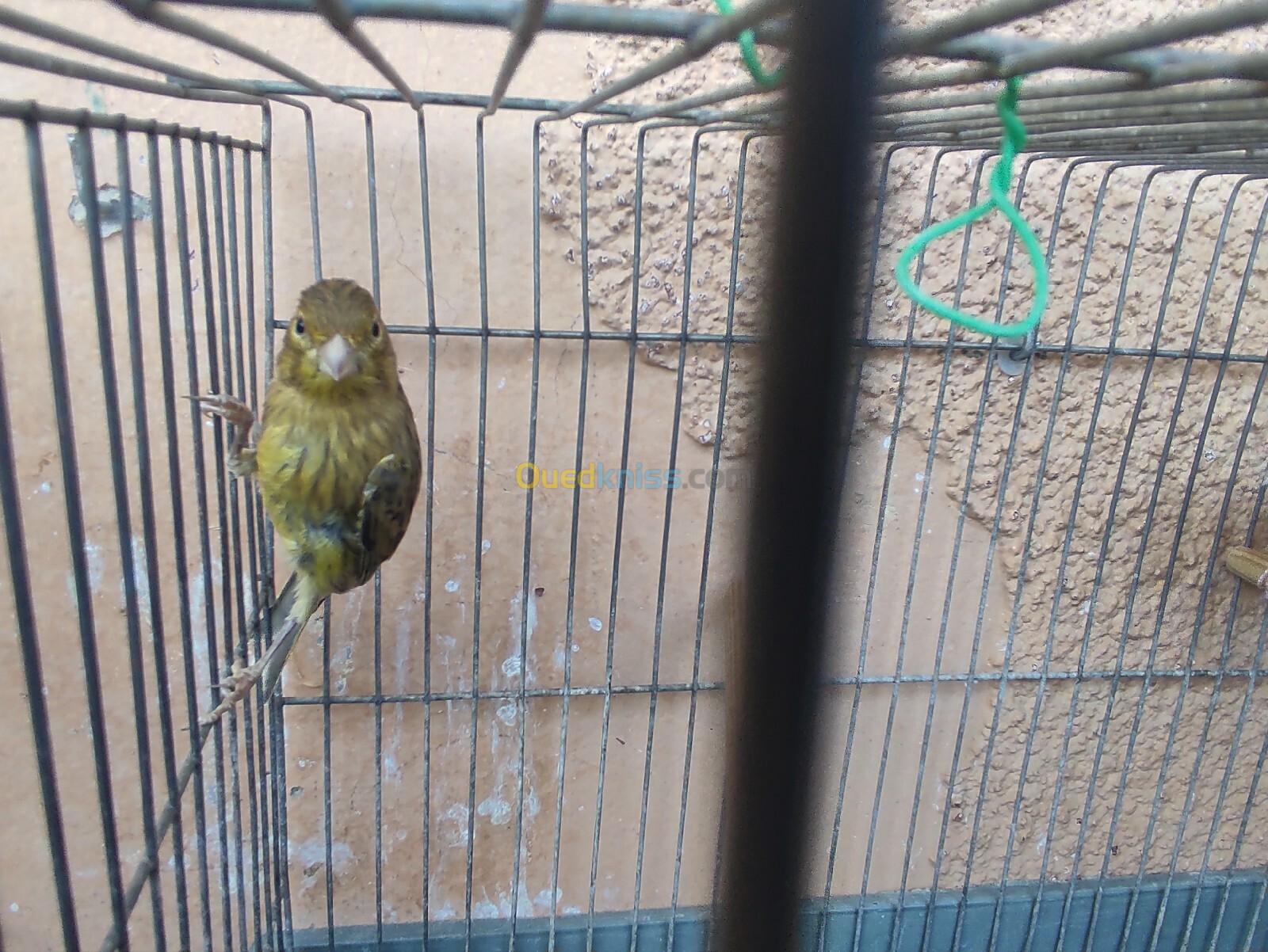 Canari ordinaire en gros