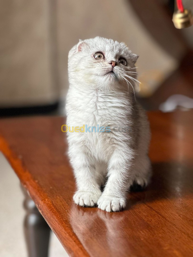 Scottish fold femelle 2mois