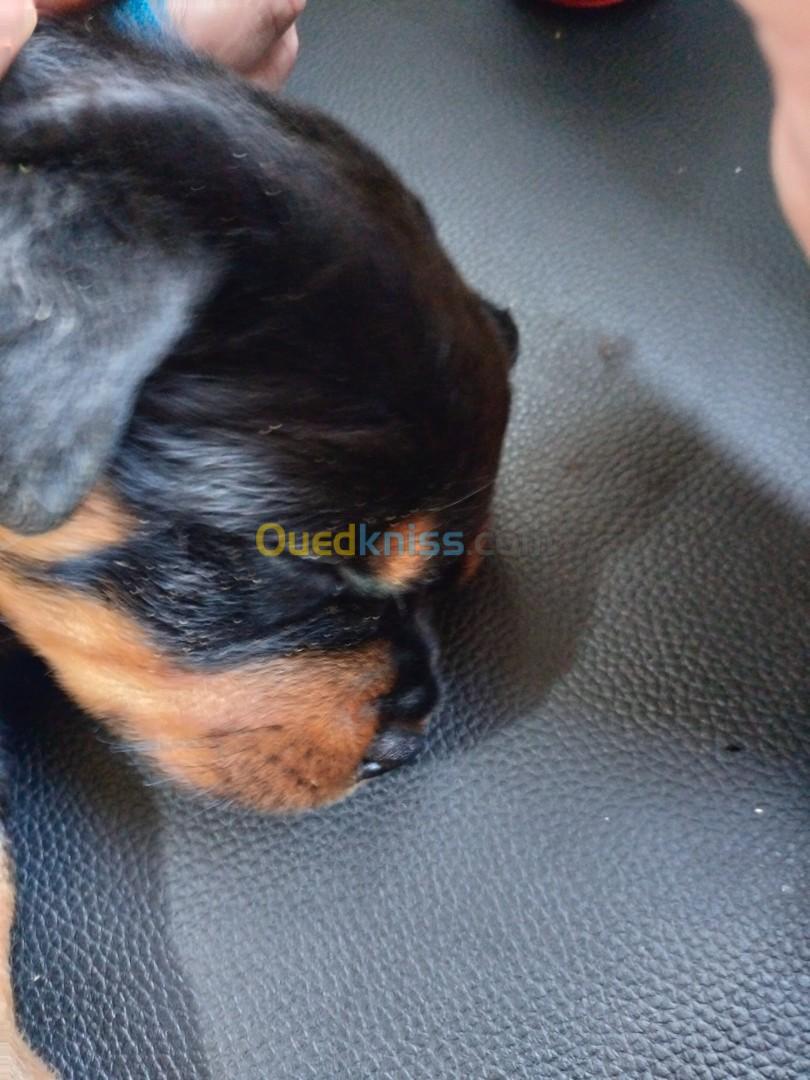 Chiots Rottweilers Serbie avec pedigree ligne Timit tor père et mère 