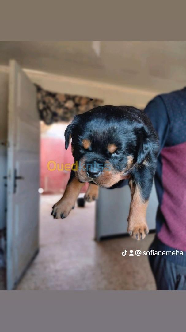 Chiots Rottweilers Serbie avec pedigree ligne Timit tor père et mère 