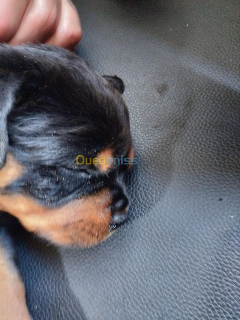 Disponible chiots Rottweilers Serbie Les parents avec pedigree ligne Timit tor père et mère  